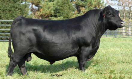 Angus Semen For Sale:  SB10-1729