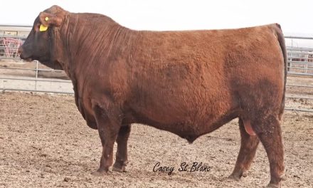 Red Angus Semen For Sale:  SB10-2606