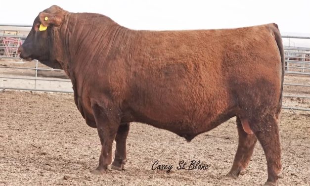 Red Angus Semen For Sale:  SB10-2606