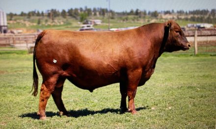Red Angus Embryos For Sale:  SB10-2604