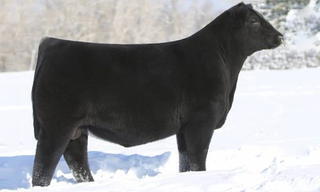 Angus Semen For Sale:  SB10-2540