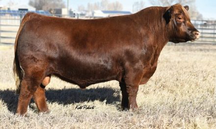 Red Angus Semen For Sale:  SB10-2599