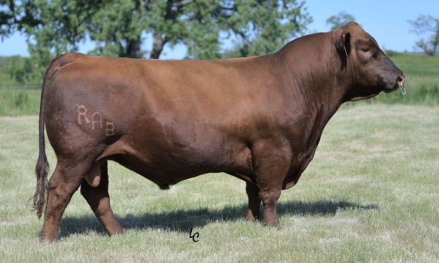 Red Angus Semen For Sale:  SB10-2622