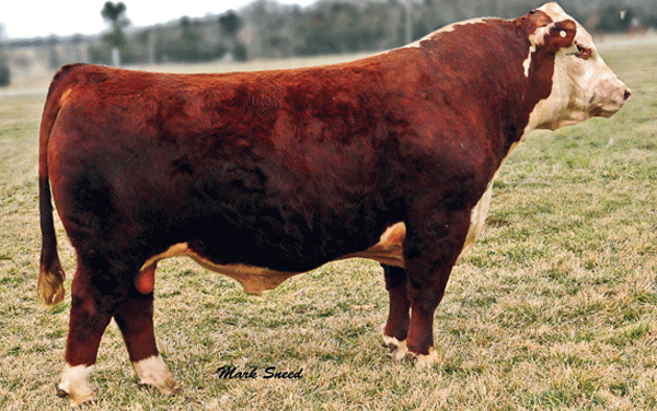 Hereford Semen For Sale:  SB10-2615