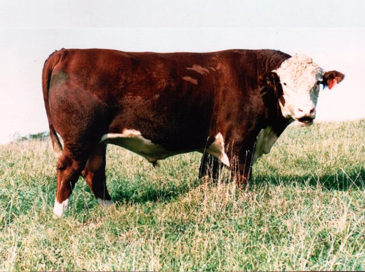 Feltons 517