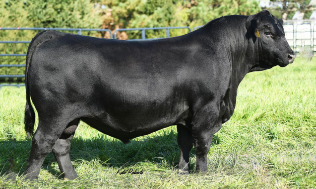 Angus Embryos For Sale:  SB10-2608