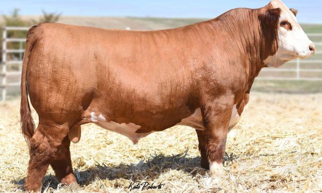 Hereford Semen For Sale:  SB10-2631