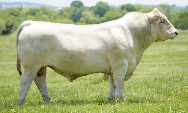 Charolais Semen For Sale:  SB10-2609