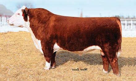 Hereford Semen For Sale:  SB10-2580