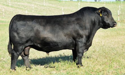 Angus Semen For Sale:  SB10-2574
