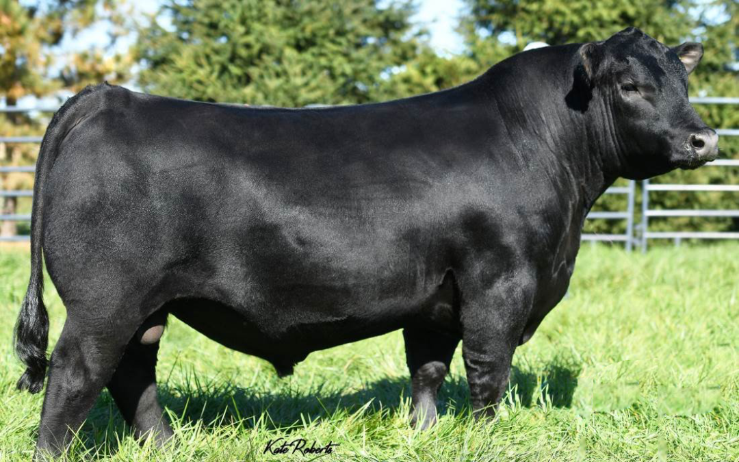 Angus Semen For Sale:  SB10-4264