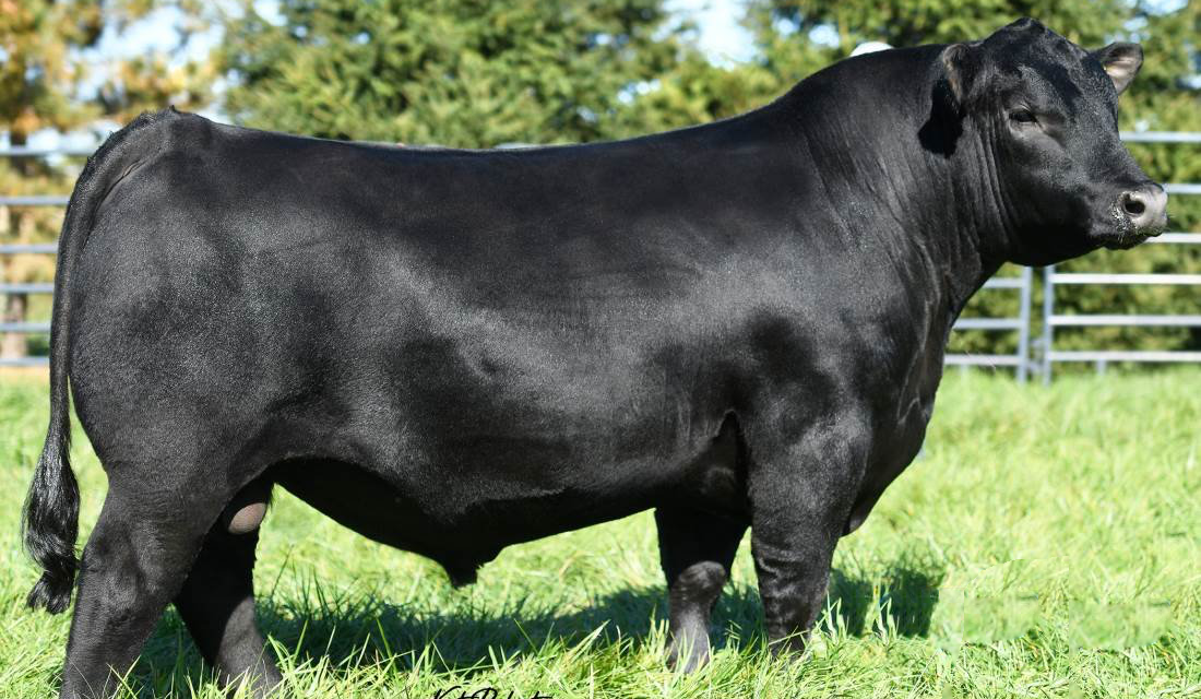 Angus Semen For Sale:  SB10-4264