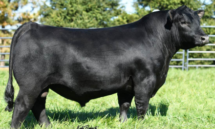Angus Semen For Sale:  SB10-3862