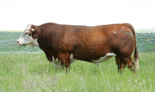 Hereford Semen For Sale:  SB10-2613
