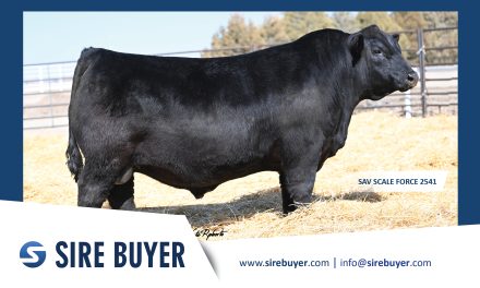 Angus Semen For Sale:  SB10-4852
