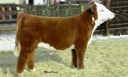 Hereford Semen For Sale:  SB10-2569