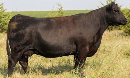 Angus Embryos For Sale:  SB10-2588