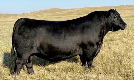 Angus Semen For Sale:  SB10-2567