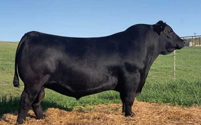 Angus Semen For Sale:  SB10-3588