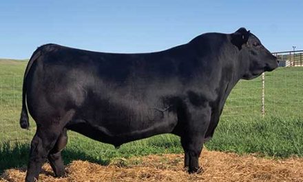 Angus Semen For Sale:  SB10-3588