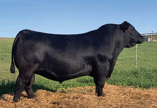 Angus Semen For Sale:  SB10-3588