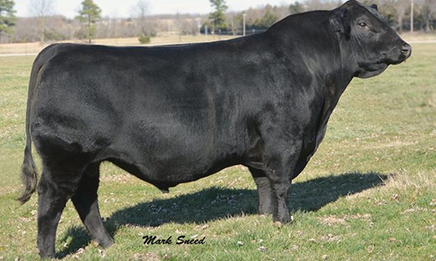 Simmental Semen For Sale:  SB10-2598