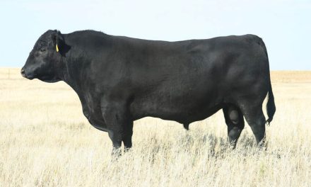 Angus Semen For Sale:  SB10-2592