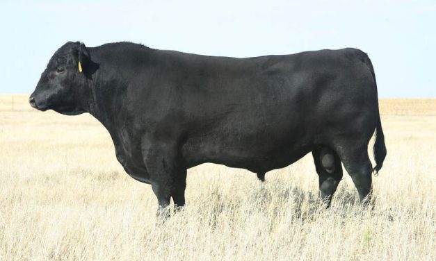 Angus Semen For Sale:  SB10-2592