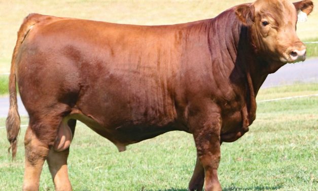 Gelbvieh Semen For Sale:  SB10-2632