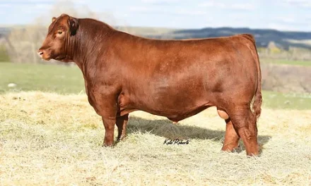Red Angus Semen For Sale:  SB10-2581
