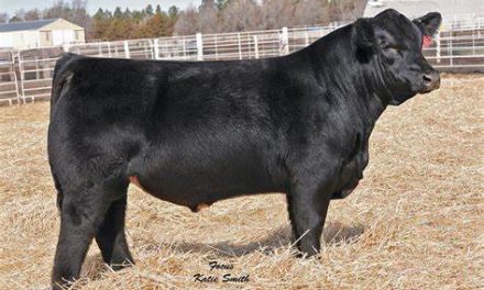 Simmental Semen For Sale:  SB10-4536