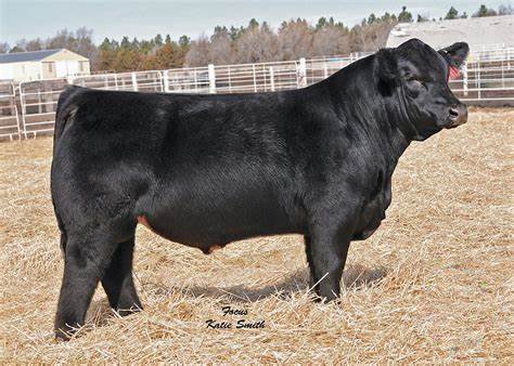 Simmental Semen For Sale:  SB10-2616