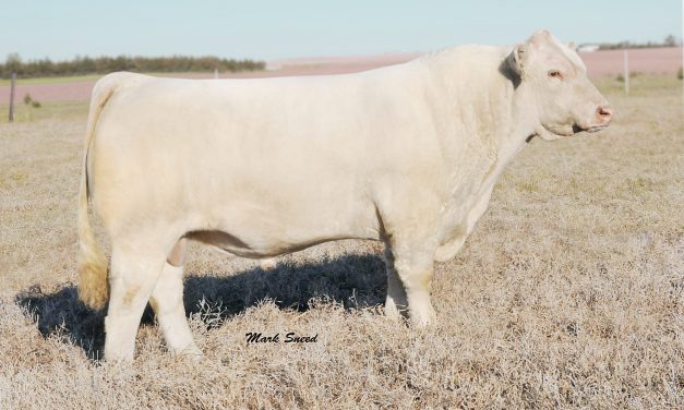 Charolais Semen For Sale:  SB10-2597