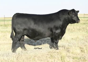 Angus Semen For Sale:  SB10-2560