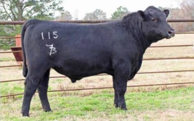 Angus Semen For Sale:  SB10-2604