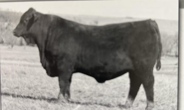 Brangus Semen For Sale:  SB10-2602