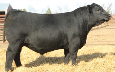 Angus Semen For Sale:  SB10-4743