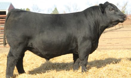 Angus Certificates For Sale: SB10-4752