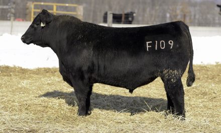 Angus Semen For Sale:  SB10-2504