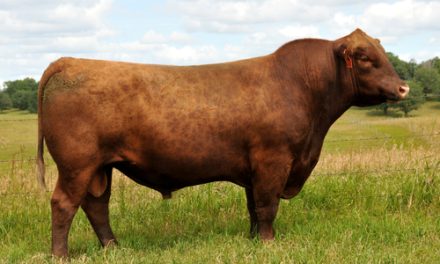 Red Angus Semen For Sale:  SB10-2575