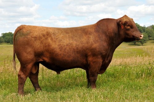 Red Angus Semen For Sale:  SB10-2575