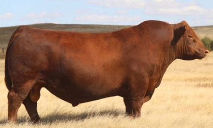 Red Angus Semen For Sale:  SB10-3011