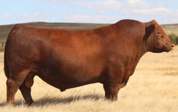 Red Angus Semen For Sale:  SB10-3068