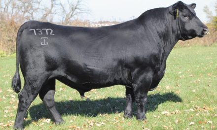 Angus Embryos For Sale:  SB10-2667