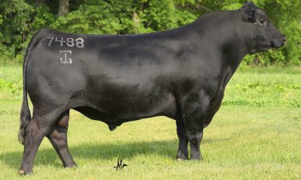 Angus Semen For Sale:  SB10-3810