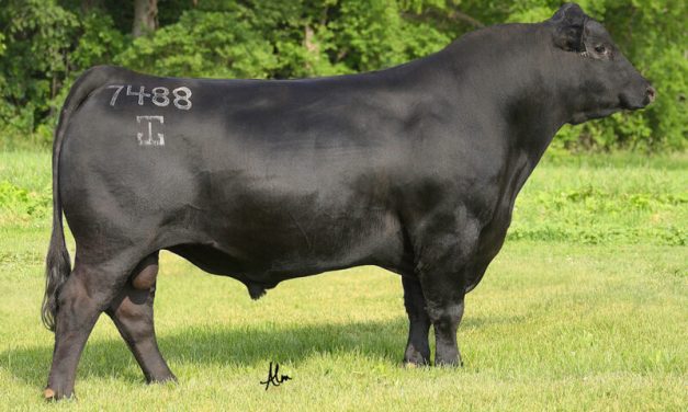 Angus Semen For Sale:  SB10-3810