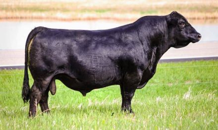 Simmental Semen For Sale:  SB10-2636