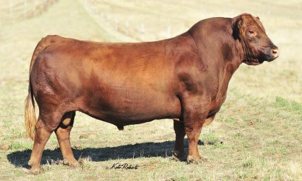 Red Angus Semen For Sale:  SB10-2662