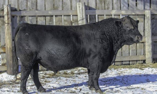 Simmental Semen For Sale:  SB10-2635