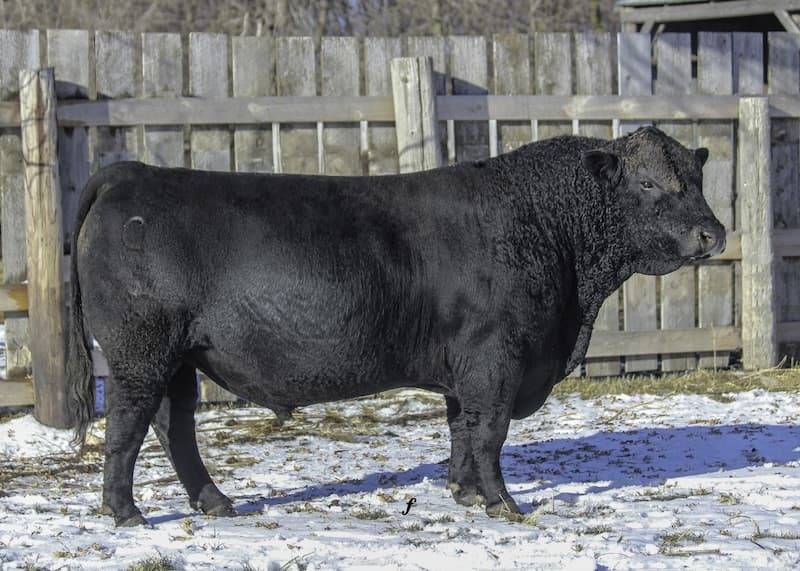 CCR Vaquero 7081B